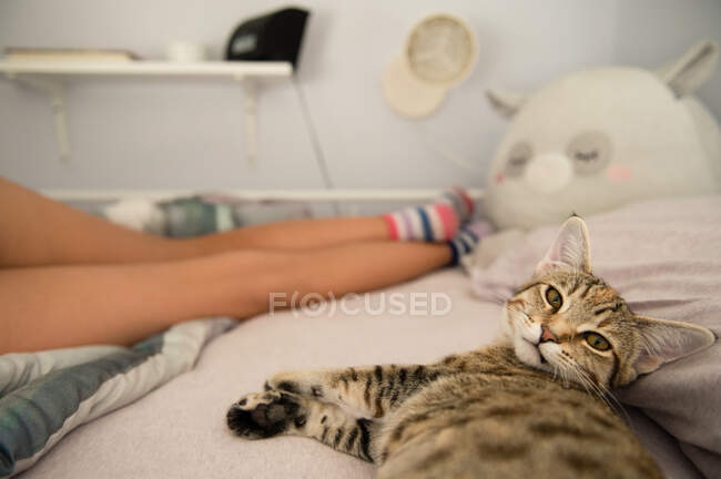 Brown Tabby gato deitado na cama com pernas no fundo — Fotografia de Stock