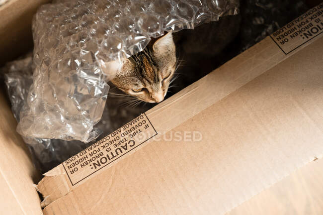 Brown Tabby Cat escondido en caja de cartón debajo del abrigo de burbujas - foto de stock