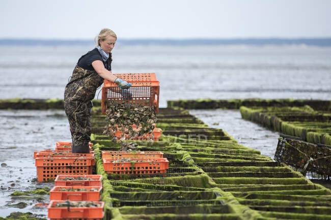 Female shellfish farmer holding crate of oysters — Stock Photo