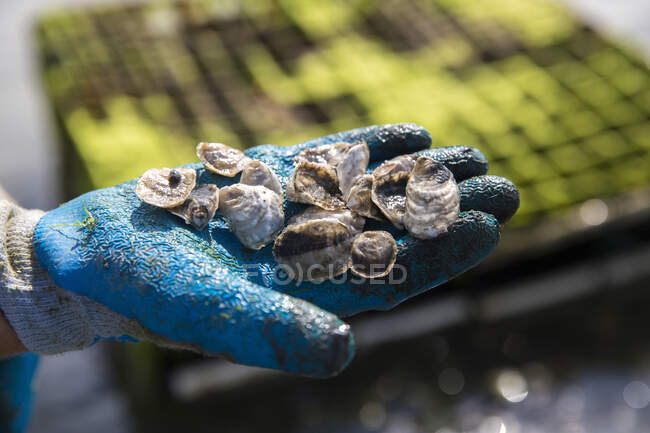Fechar a mão luva segurando ostras juvenis — Fotografia de Stock