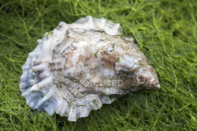 Close up of oyster on bed of green seaweed — стоковое фото