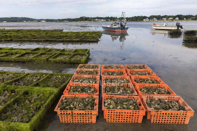 Cena ostra fazenda com caixas e gaiolas de ostras — Fotografia de Stock