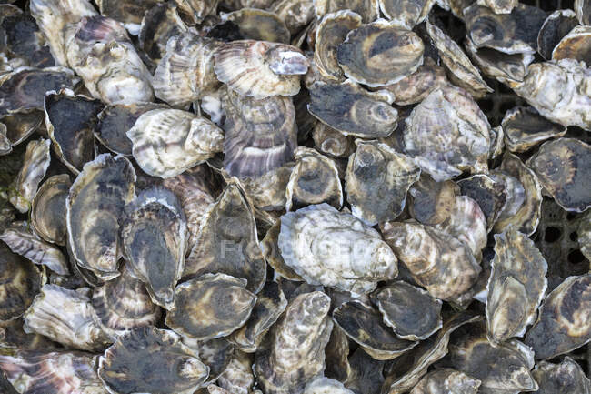 Detalhe tiro de muitas ostras — Fotografia de Stock