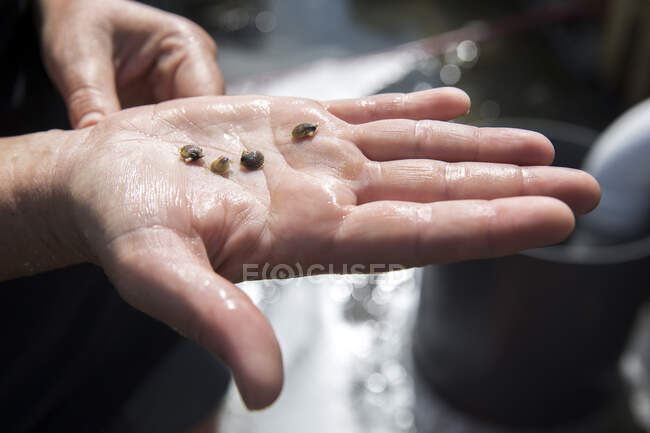 Detail shot of baby clams on palm of hand — Stock Photo