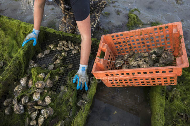 Les mains gantées de la femme retirant les huîtres de la cage à huîtres — Photo de stock
