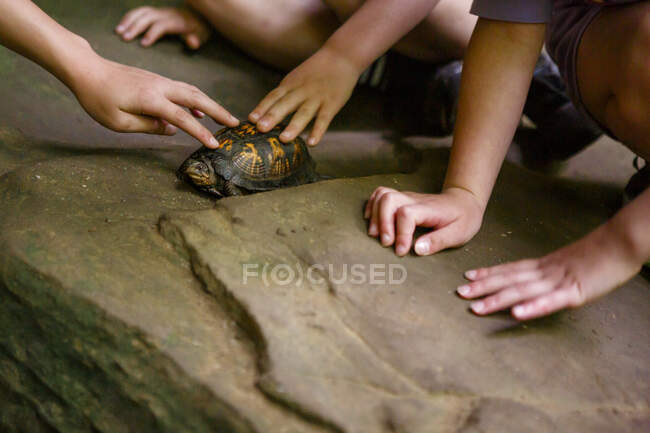 Nahaufnahme von Kindern, die eine kleine Kistenschildkröte auf einem Felsen streicheln — Stockfoto
