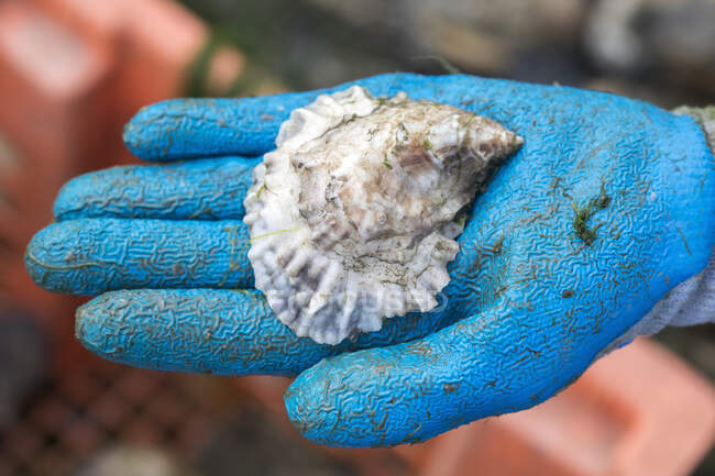 Close up gloved hand holding oyster — Stock Photo