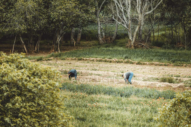 Gente que trabaja la agricultura en las montañas del atlas - foto de stock
