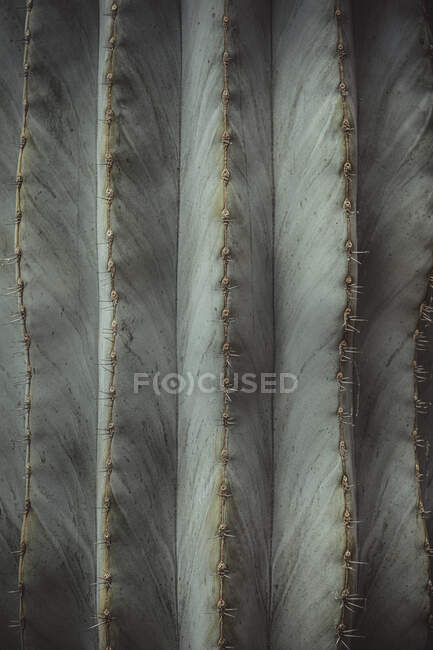 Primer plano de un cactus, hermoso plano botánico, fondo de pantalla natural - foto de stock