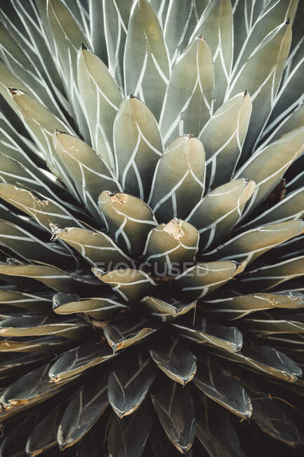 Gros plan d'un cactus, beau cliché botanique, fond d'écran naturel — Photo de stock
