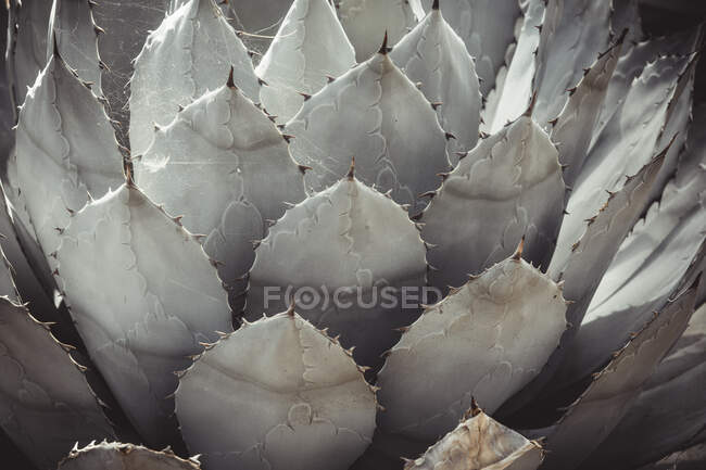 Close up of a cactus,beautiful botanical shot, natural wallpaper — Stock Photo