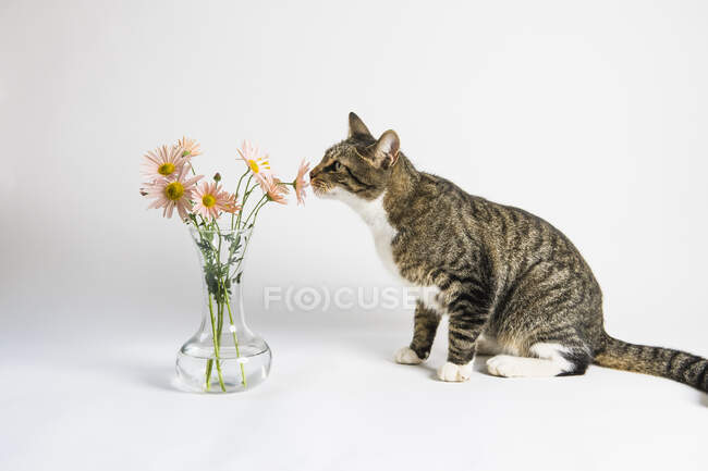 Gato bonito com flores em vaso no fundo branco — Fotografia de Stock