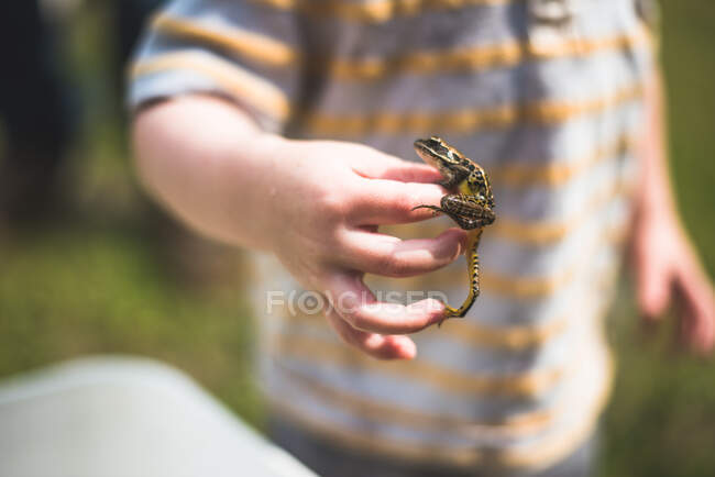 Un bambino tiene una rana viva. — Foto stock