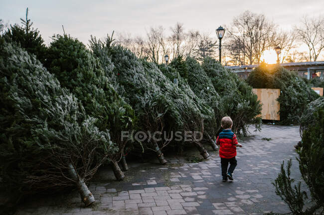 Un ragazzo cammina vicino a una fila di alberi di Natale. — Foto stock