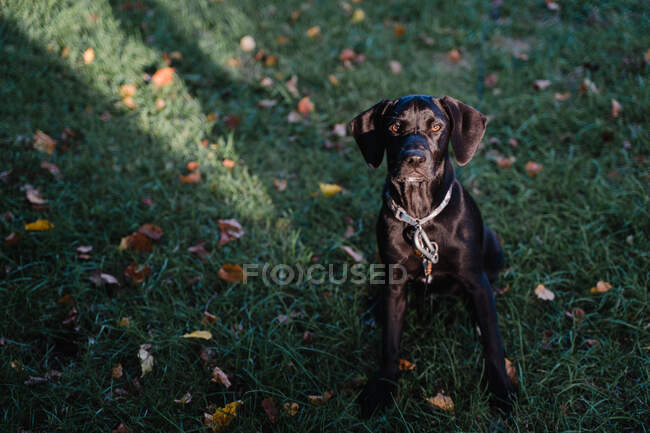 A black lab puppy. — Stock Photo