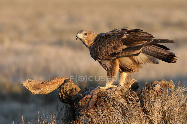 Ein männlicher Adler auf einem Felsen vor Naturkulisse — Stockfoto