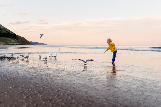 Small child feeding birds on New Zealand beach — Stock Photo