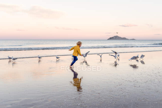 Little kid running with birds at beautiful beach — Stock Photo