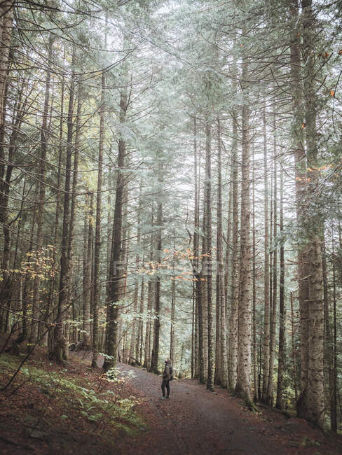 Randonnée dans la forêt en automne — Photo de stock