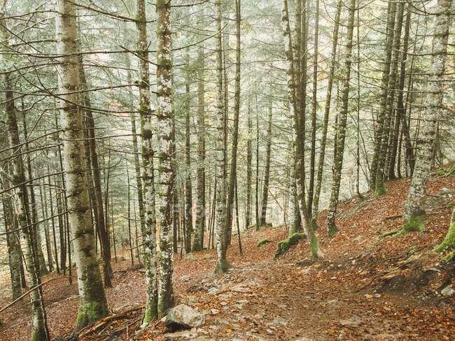 Красивый лес осенью на фоне природы — стоковое фото