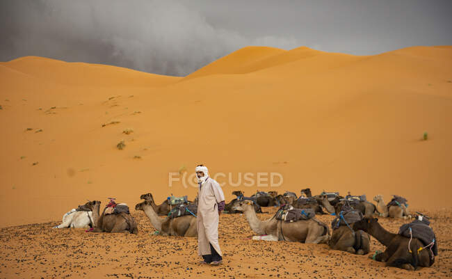 Берберский человек со своими верблюдами — стоковое фото