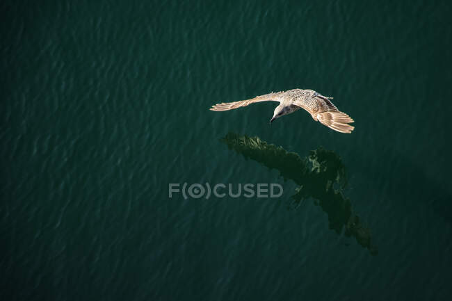 Gaviota volando en el mar en el fondo de la naturaleza - foto de stock