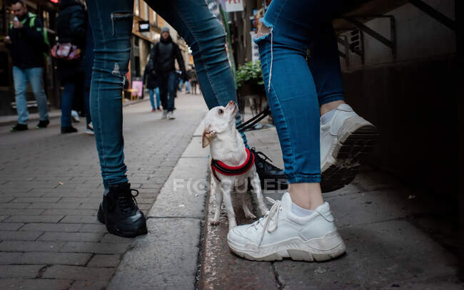 Собака чихуахуа, сидящая на улице, смотрит вверх на своих хозяев — стоковое фото