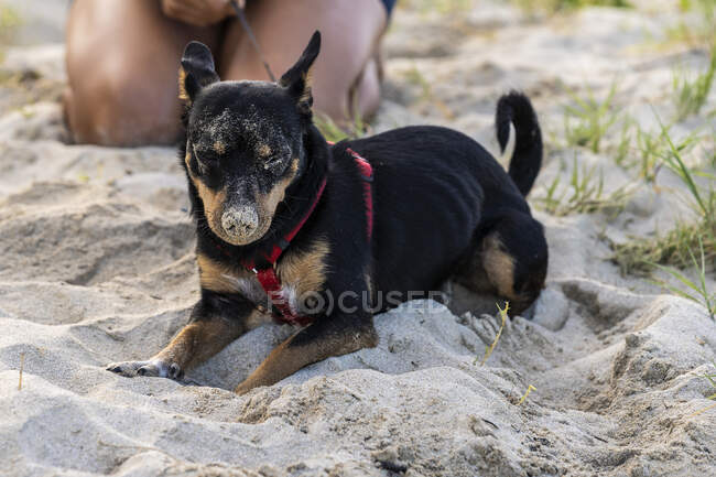 Black and brown dog lies on the beach covered in sand — Stock Photo