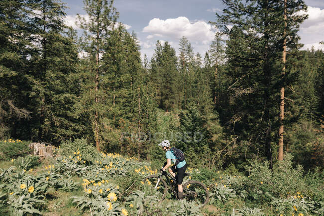 A young woman rides her bike through sunflowers in Winthrop, WA. — Stock Photo