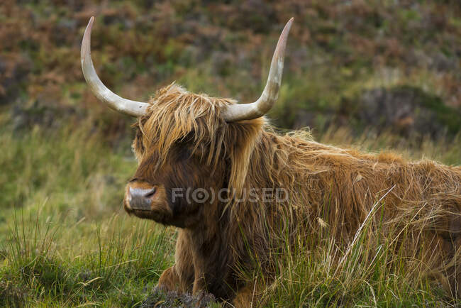 Domestic animal, cow  on the field, europe — Stock Photo
