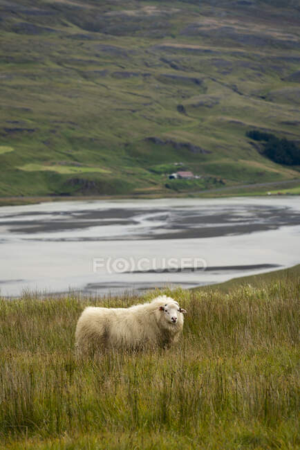 Schafe, östliche Region, Island — Stockfoto