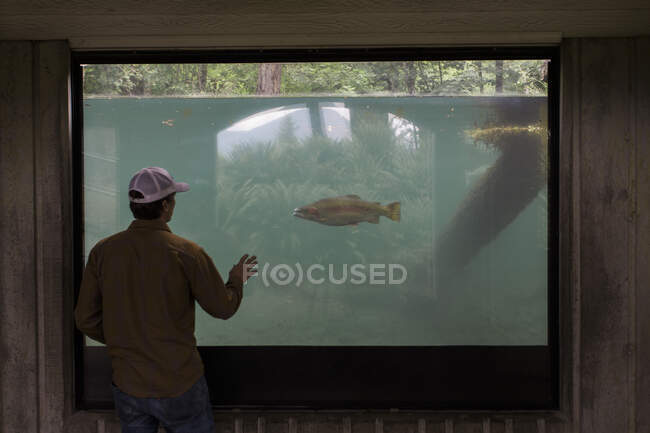 Um homem observa um salmão em um incubatório em Cascade Locks, Oregon. — Fotografia de Stock