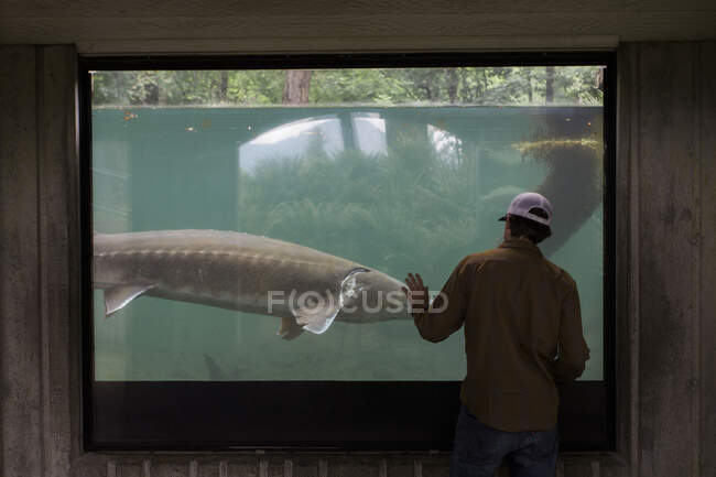 A young man watches a sturgeon swim at a fish hatchery in Oregon. — Stock Photo