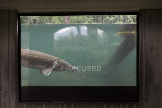 Un gran esturión en una incubadora de peces en Cascade Locks, Oregon. - foto de stock