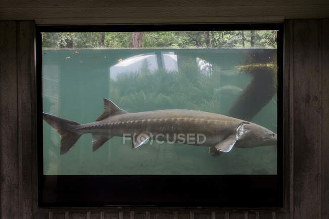 Un grosso storione in un vivaio di pesci a Cascade Locks, Oregon. — Foto stock