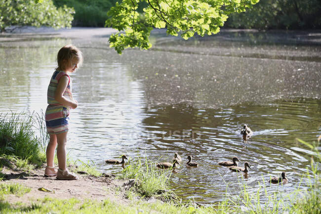 El niño alimenta a los patos en el parque en tiempo soleado. - foto de stock