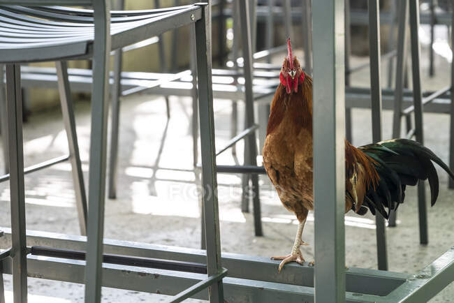 Rooster sits at base of a public metal table staring at camera — Stock Photo