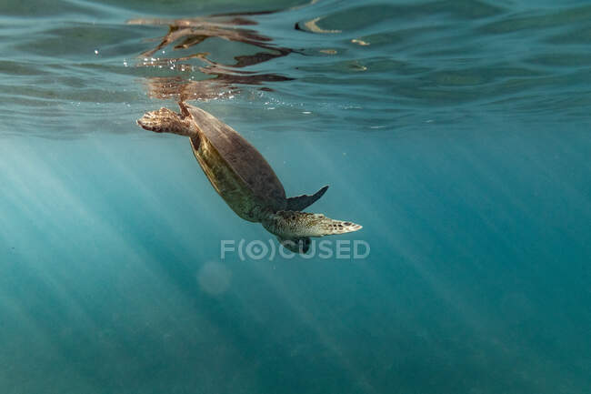 Eine Meeresschildkröte schwimmt zur Brandung im Krickenkiefernwasser von Oahu, Hawaii — Stockfoto