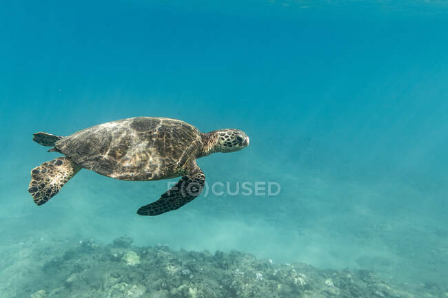 Uma tartaruga marinha flutua para o surf nas águas balneares de Oahu, Havaí — Fotografia de Stock