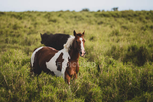 Hermoso caballo corriendo en la hierba en el césped - foto de stock