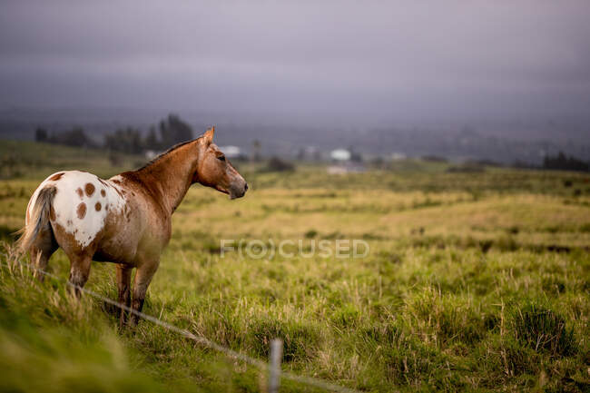 Belo cavalo de pé na grama no gramado — Fotografia de Stock