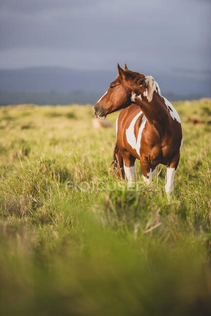 Schönes Pferd, das im Gras auf dem Rasen steht — Stockfoto