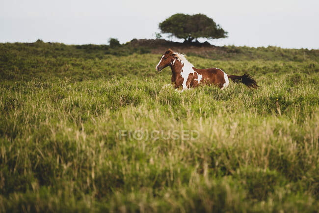 Красивая лошадь, бегущая по траве на коне — стоковое фото