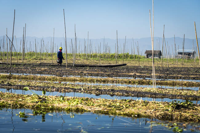 Farmer working on floating garden, Lake Inle, Nyaungshwe, Myanmar — Stock Photo