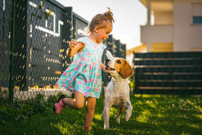 Baby girl running with beagle dog in backyard in summer day. Domestic animal with children concept. Dog chasing 2-3 year old, running after treat. — Stock Photo