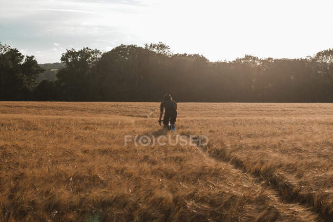 Велосипедист в черном комплекте ездит по пшеничному полю на закате — стоковое фото
