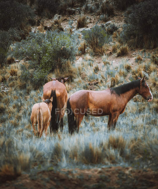 Дикие лошади в горах — стоковое фото