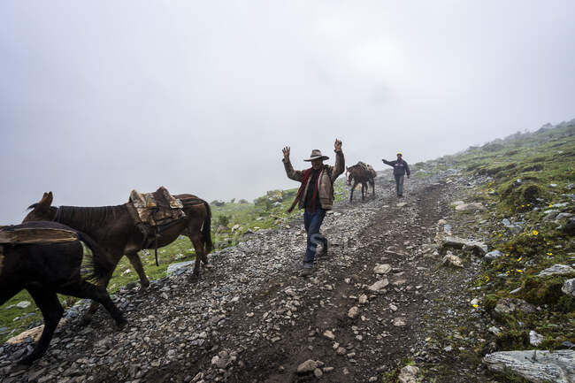 Jinetes caminando con caballos por el sendero de Salkantay en la montaña de los Andes en la mañana brumosa, Perú - foto de stock