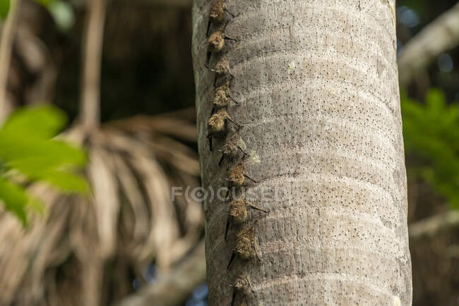 Chauves-souris Proboscis sur le tronc de palmier au lac Sandoval, réserve naturelle de Tambopata, Puerto Maldonado, Madre de Dios, Pérou — Photo de stock