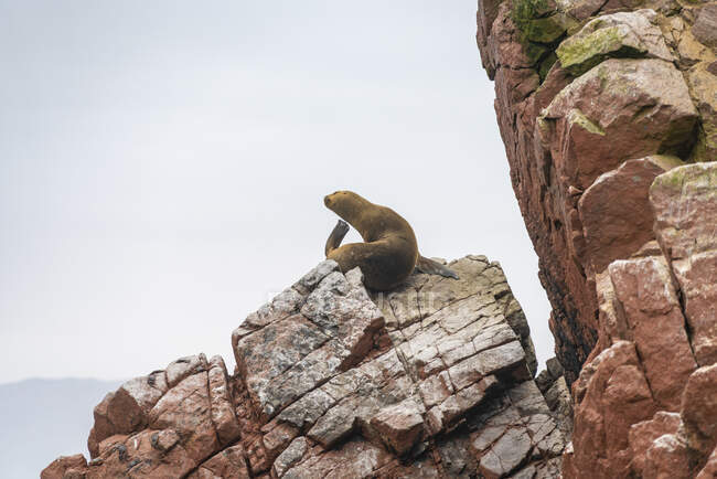 Lion de mer d'Amérique du Sud sur roche aux îles Ballestas, Paracas, Pérou — Photo de stock